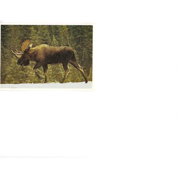 Postcard - Picture 1 of 2
